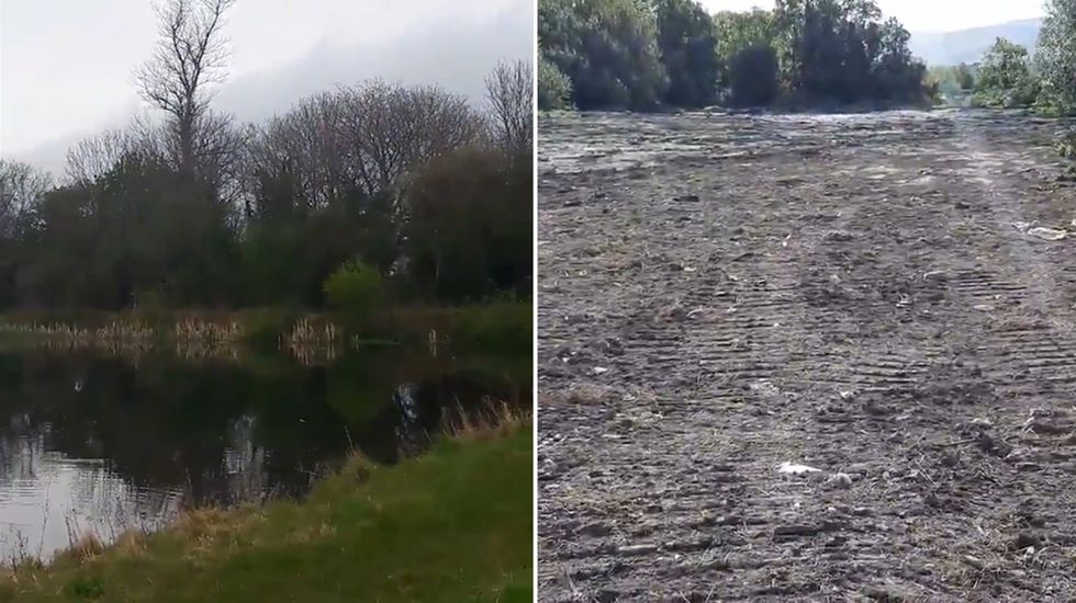 Council bulldozes vibrant wetlands home to critically endangered eels