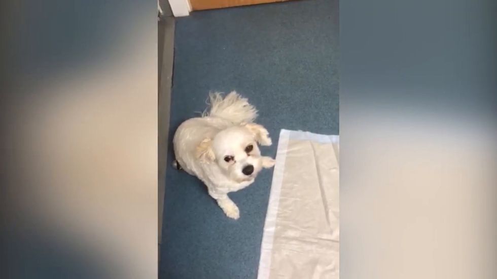 Owner releases video of 'stoned' dog after pet accidentally eats cannabis cookie in Leyland, Lancashire