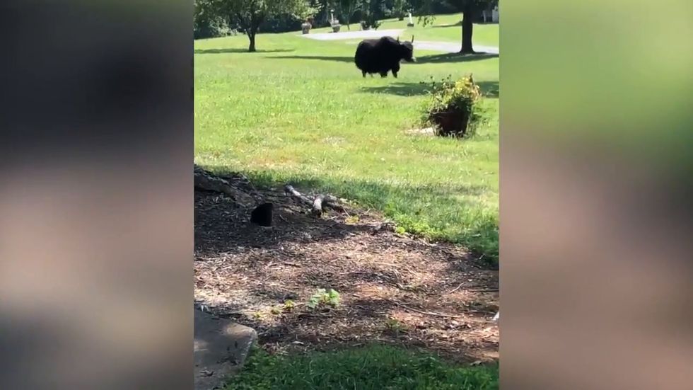 'Aloof' yak filmed outside bed and breakfast after escaping butcher in Virginia