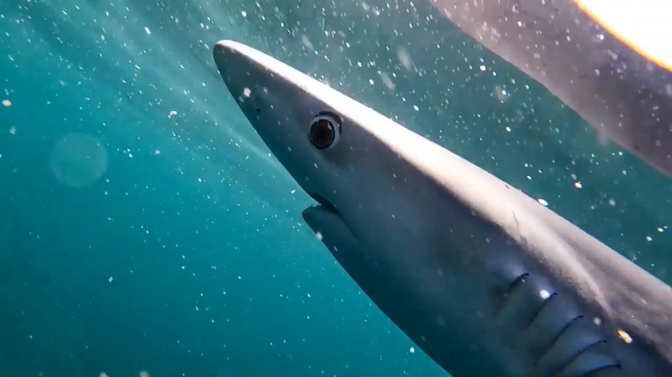 Blue shark spotted swimming off coast of Cornwall