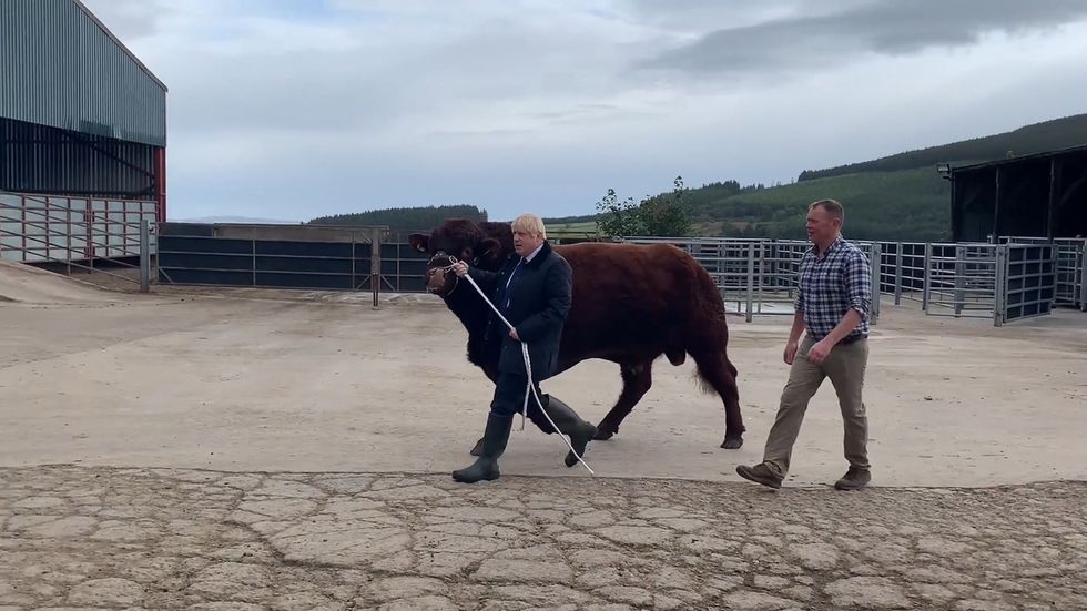 In the middle of the Brexit crisis, Boris Johnson grapples with farm animal during Scotland farm visit