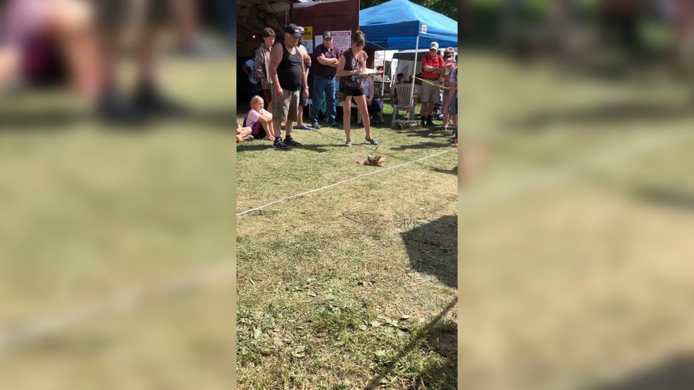 'Pigeon rolling' contest captured on camera in Canada