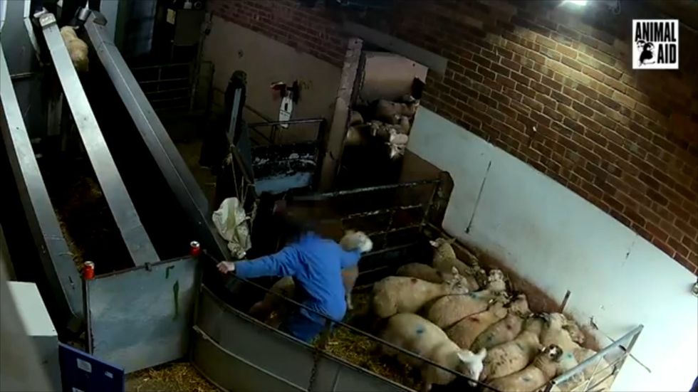 Covert cameras show sheep cruelty at Farmers Fresh abattoir