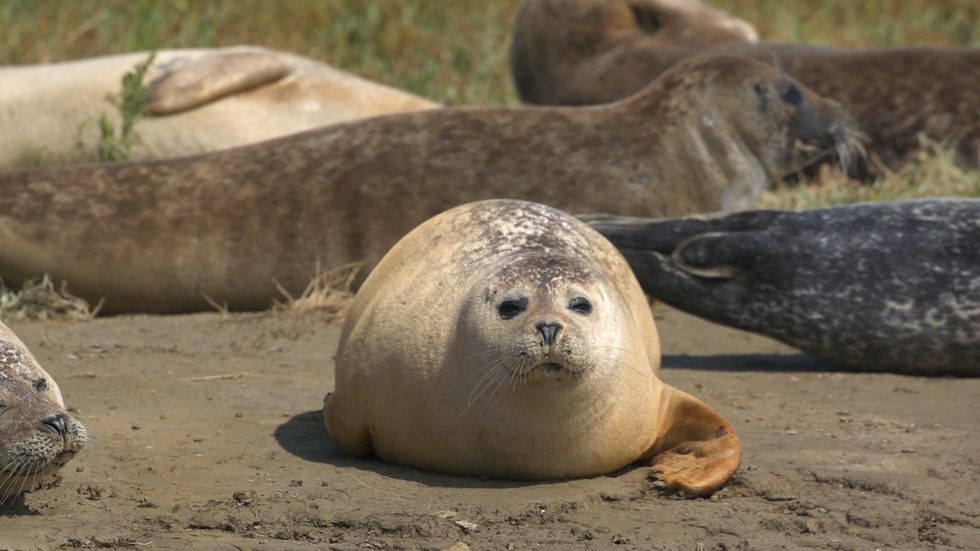 38 harbour seals born in the Thames in a single year