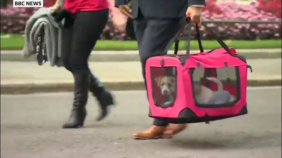 Boris Johnson's rescue puppy arrives at new home in Downing Street