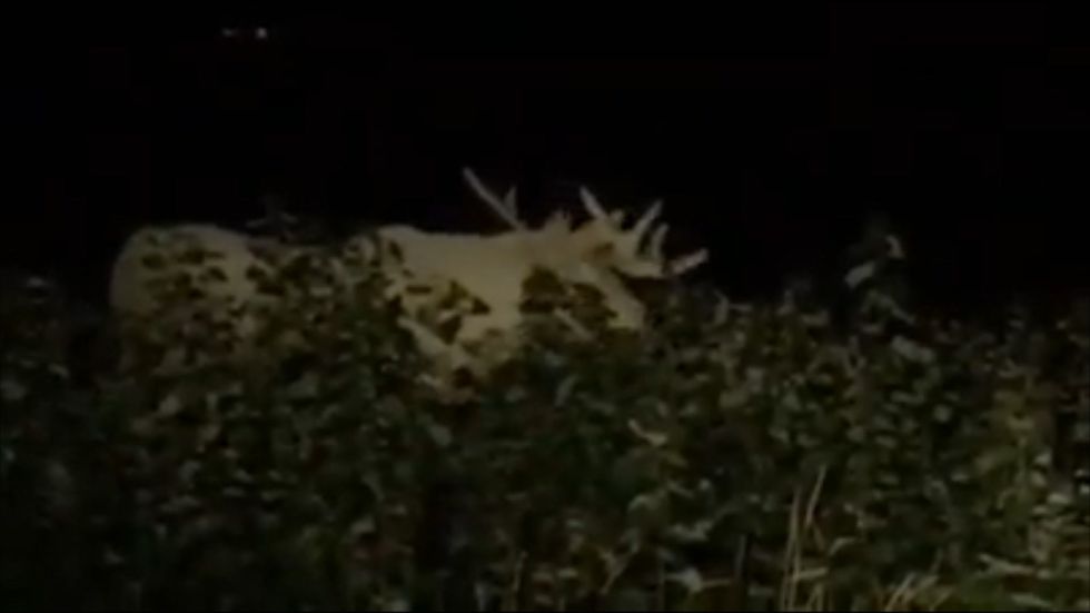 Rare white moose spotted in Sweden