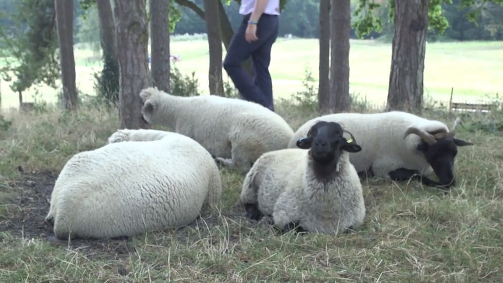 Sheep reintroduced to London park for first time in decades