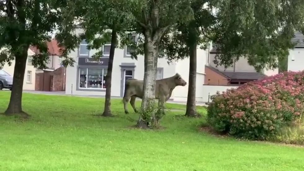 Cow on the loose spotted in Carlisle
