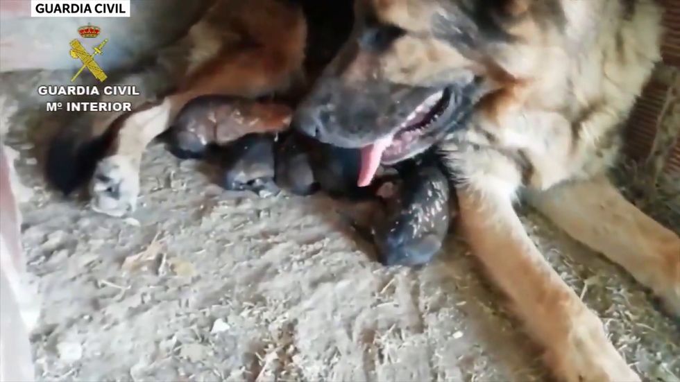 German shepherd puppies saved by police after being found buried alive in Spain