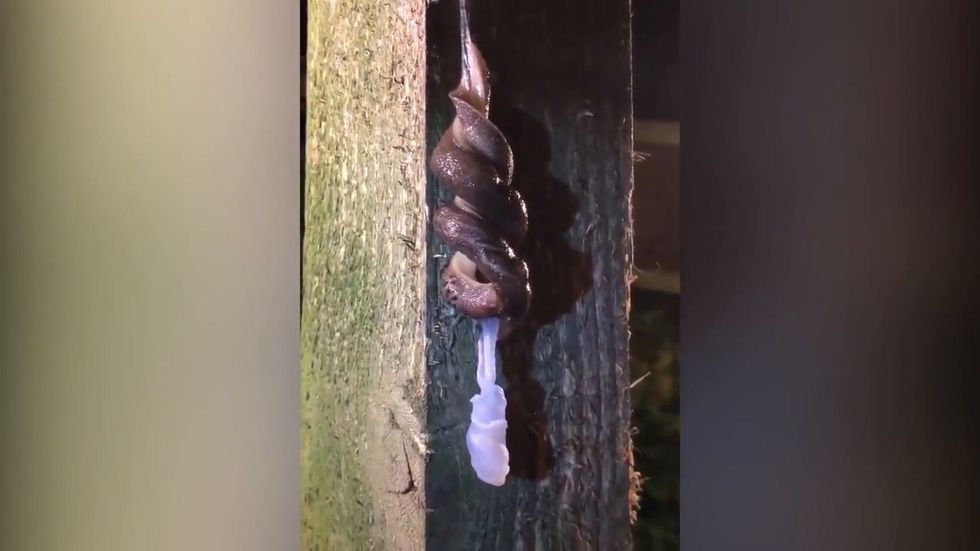 Leopard slugs spotted mating in rare video