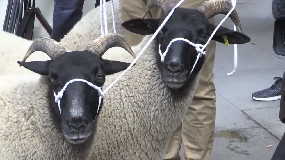 Sheep herded along Whitehall by anti-Brexit campaigners 