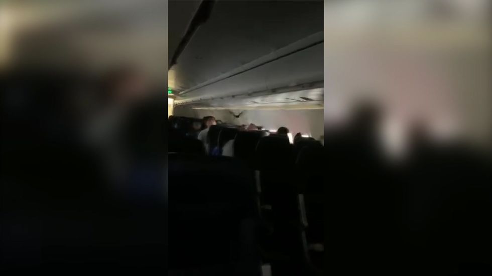 Bat terrifies passengers flying around on aeroplane
