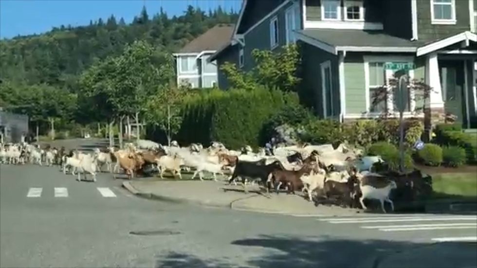 Hundreds of goats escape, tear through Issaquah, Washington