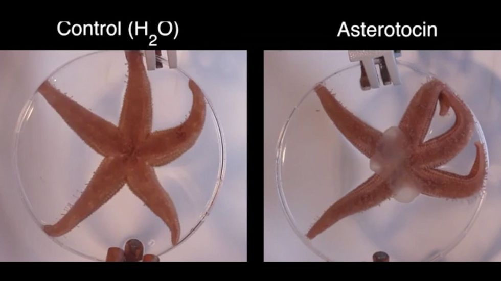 Oxytocin turns starfish stomachs inside out