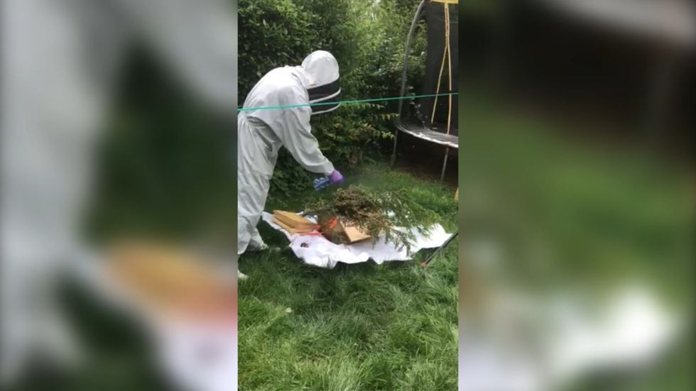 Family left stunned as 'big black cloud' of 50,000 bees surrounds their home
