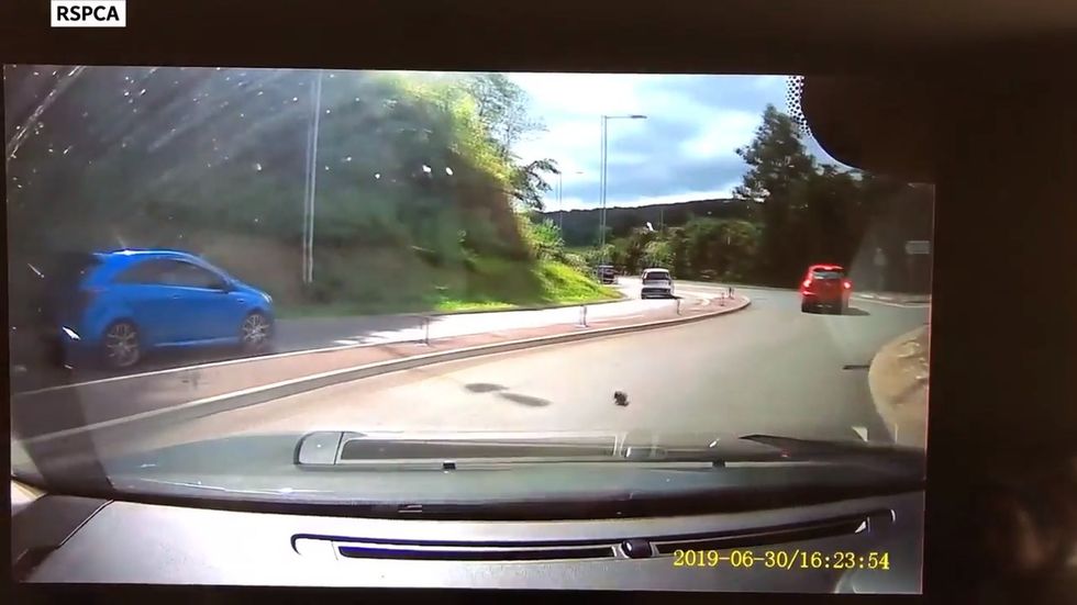 Dashcam video shows kitten lying in road after being dropped from moving car