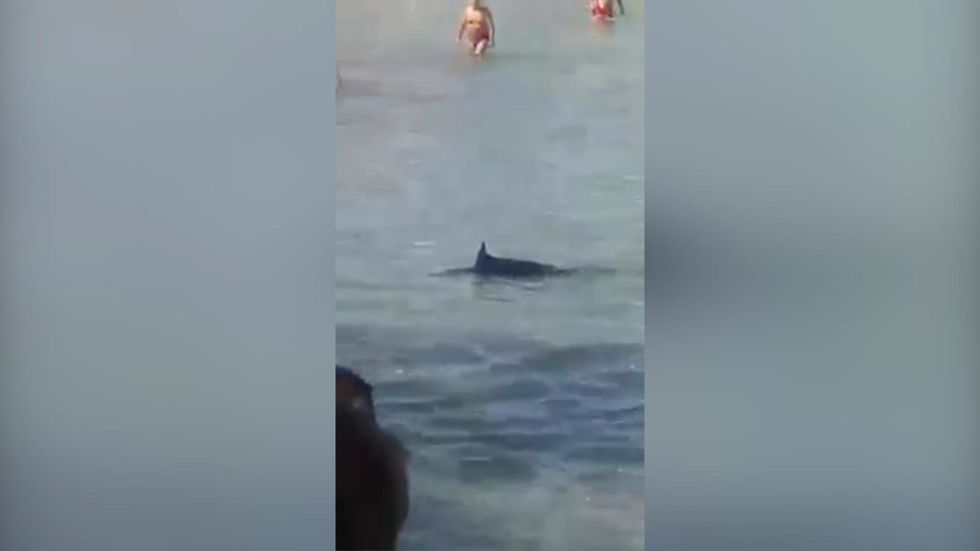 Tourists 'stone swordfish to death' on Greek beach