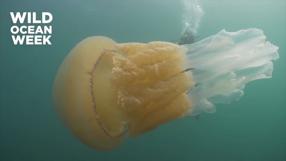 Cameras capture giant jellyfish as big as diver off Cornish coast