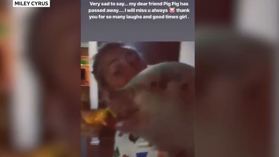 Miley Cyrus reveals her pet pig has died 