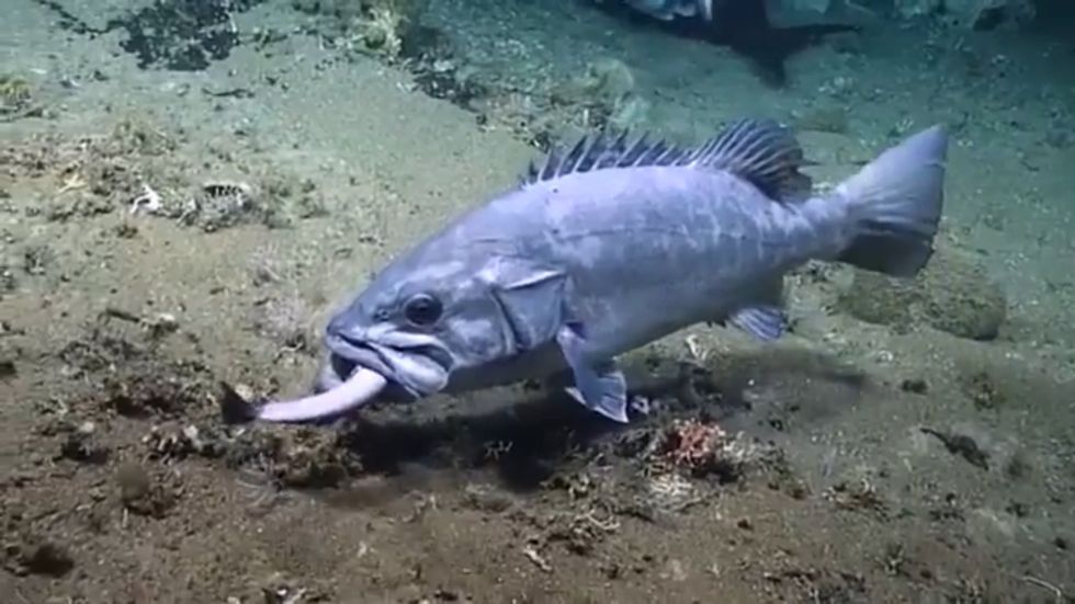 Shark eaten whole by large fish during deep-sea feeding frenzy