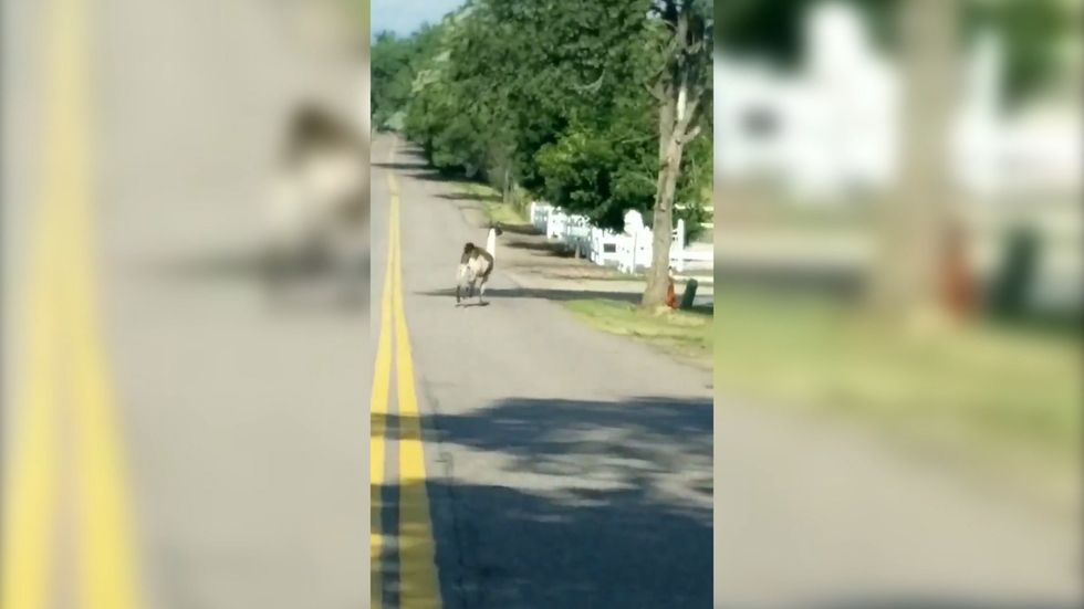 Llama leads Colorado police on chase