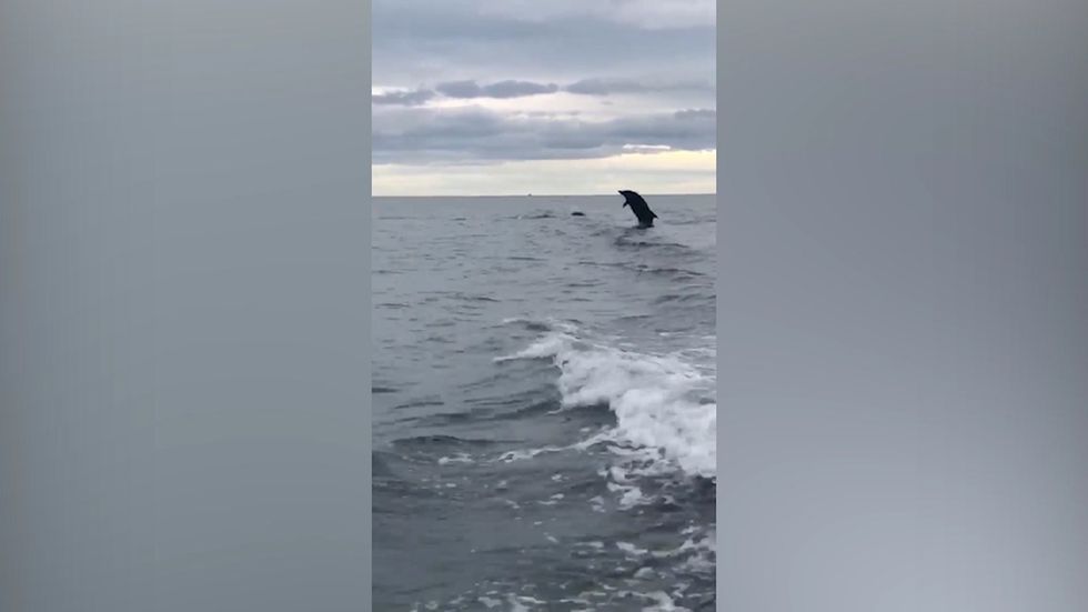 Incredible video footage shows pod of dolphins leap out of the water whilst chasing speedboat