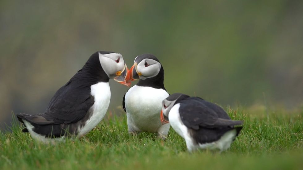 Puffins land on remote Scottish island in stunning footage