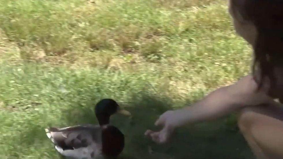 CCTV shows men breaking into New York nature reserve before 'forcing goat to drink beer'