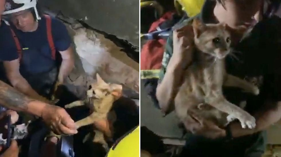 Cat rescued from WW2 bunker in Suffolk