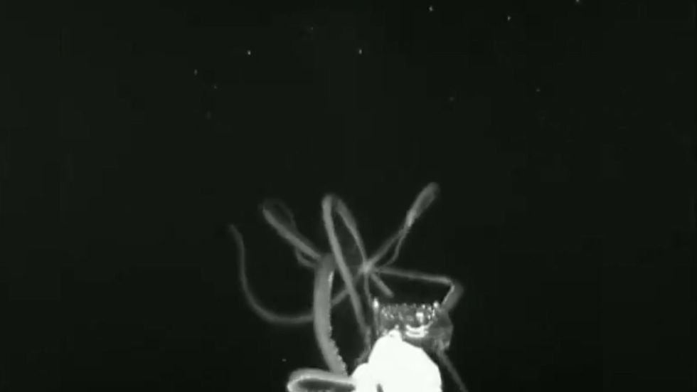 Giant squid captured on camera for the first time in the US