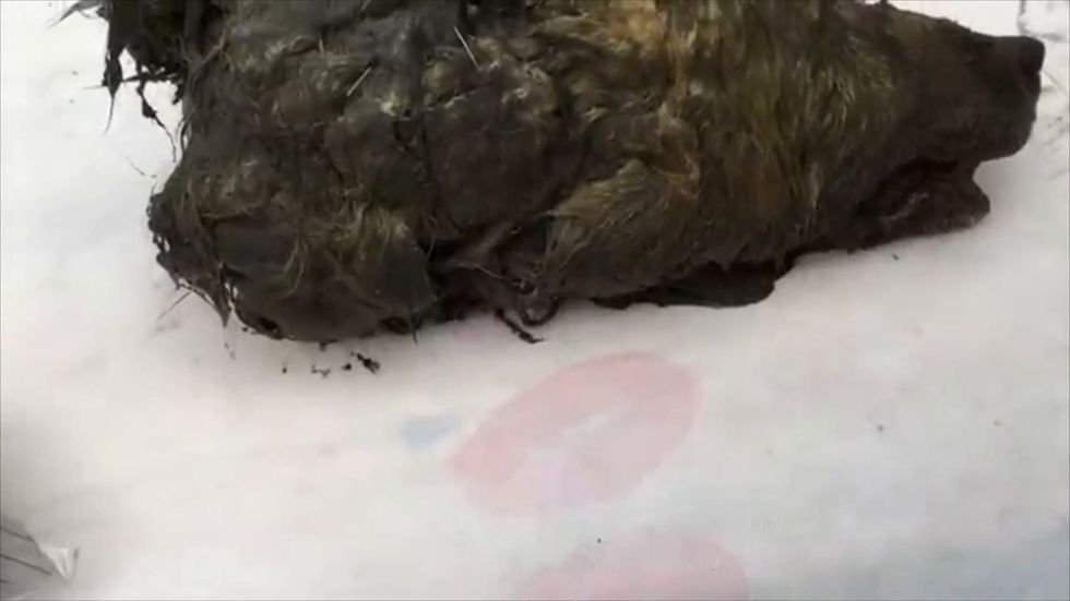 Wolf head preserved in permafrost found 40,000 years after animal died