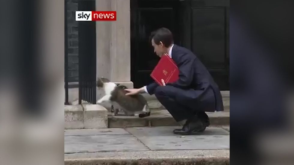 Rory Stewart pats Larry the cat ahead of Cabinet meeting at Number 10