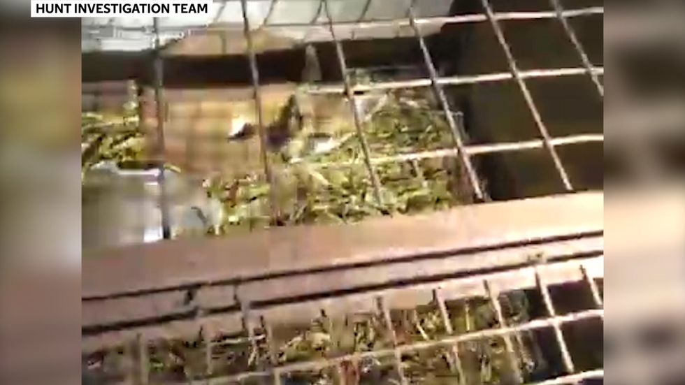 Man convicted after live fox cubs are fed to hounds