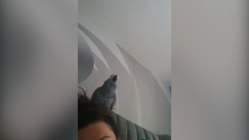 Parrot sings Mo Salah football song