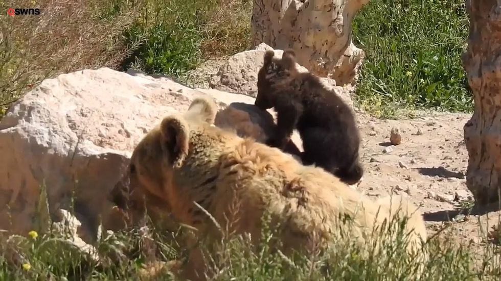 Heartwarming moment brown bear and two cubs released into wild after a decade in captivity