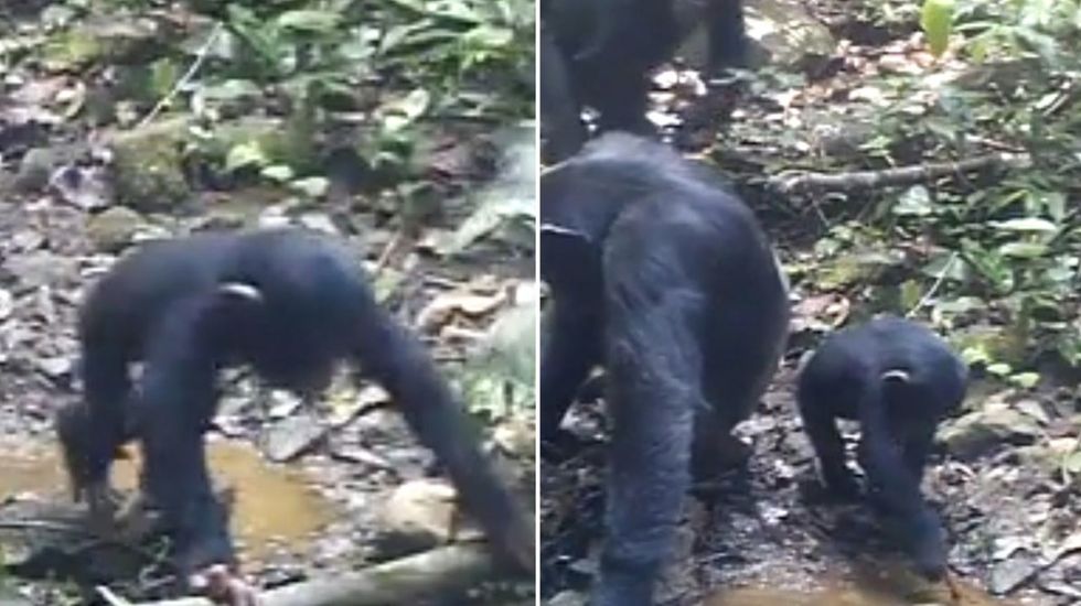 Chimpanzees seen catching crabs in Guinea rainforest