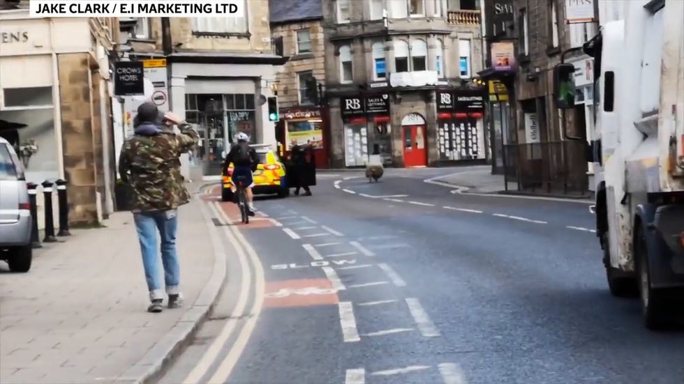 Police officer headbutted by sheep as it runs through streets of Lancaster 