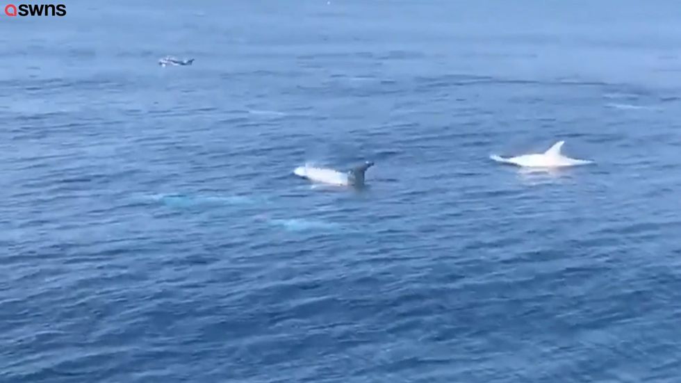 Rare dolphins spotted off Cornwall coast during Easter heatwave