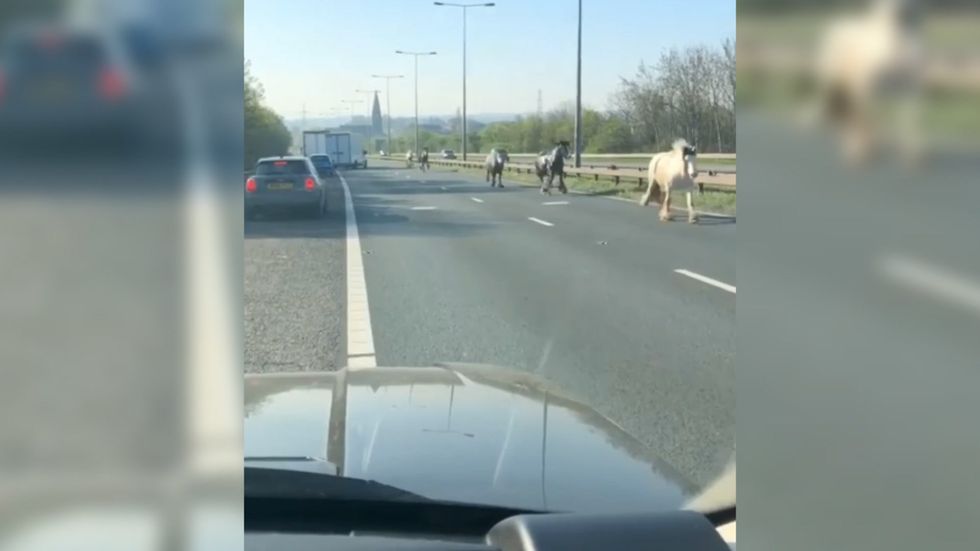 Horses gallop down motorway on Easter Sunday