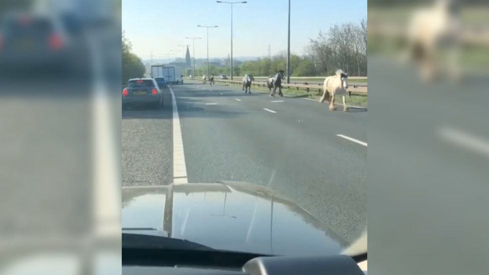Horses gallop down motorway on Easter Sunday