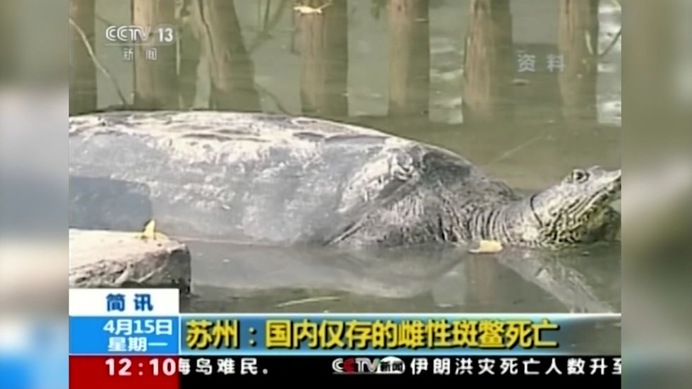 Only known female member of one of the world's rarest turtle species dies at China zoo
