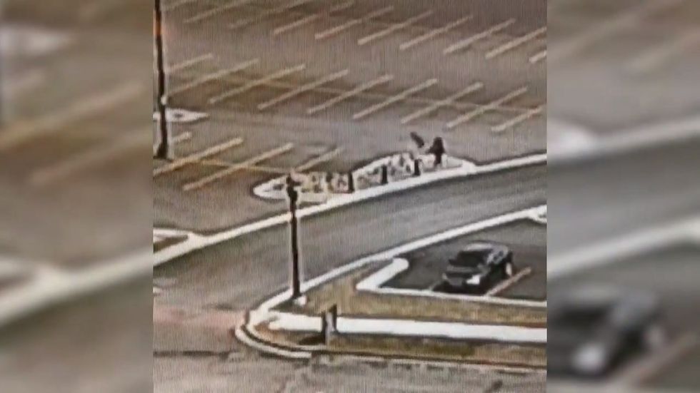 An enraged goose is terrorising university students