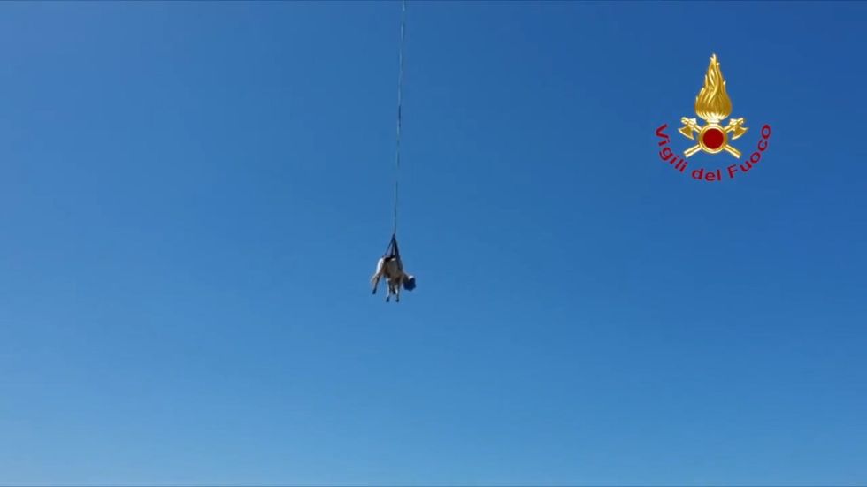 Stranded cow airlifted to safety by fire service in Sardinia