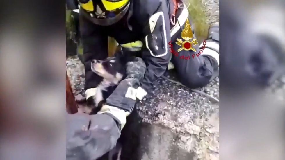 Puppy rescued from well by Italian firefighters