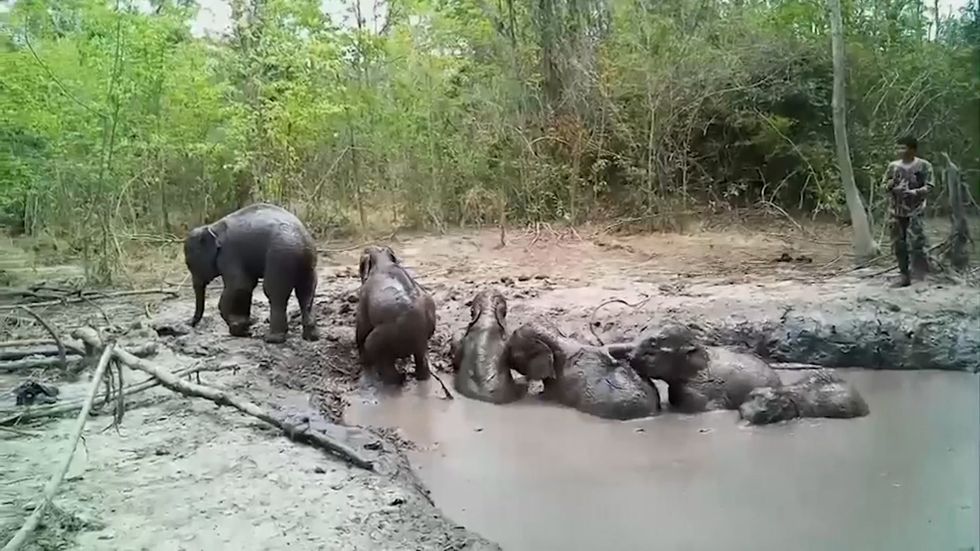 Baby Elephants rescued from mud by rangers in Thailand