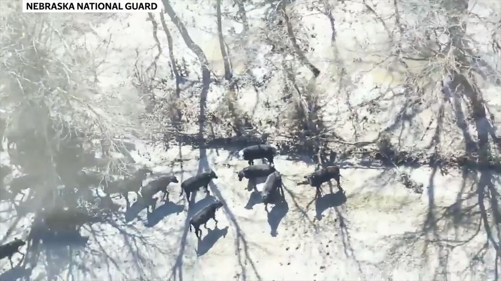 National Guard helicopters drop bales of hay for cattle isolated by floods