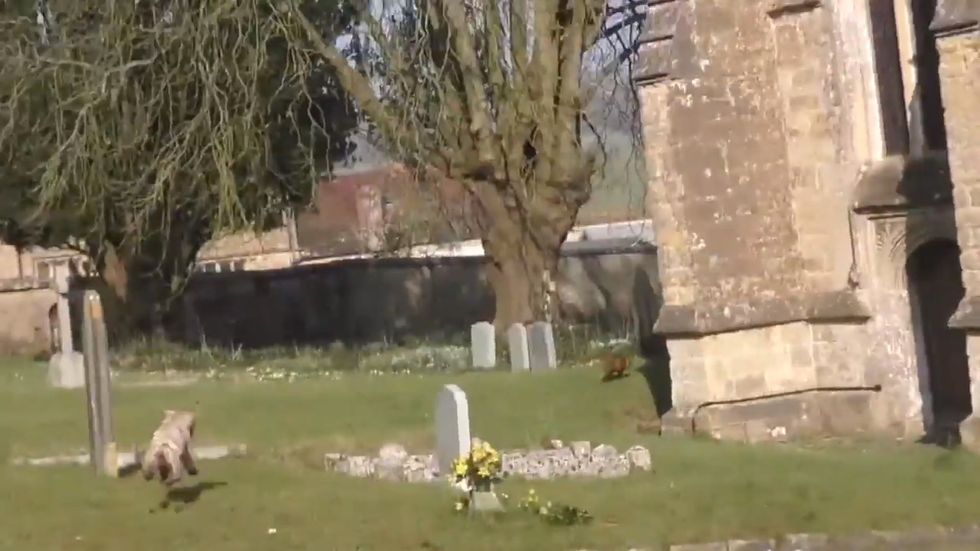 Hounds Off and Somerset Wildlife Crime release video of hunt chasing new mother fox through graveyard