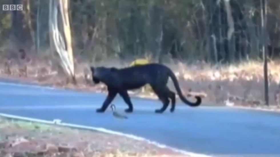 Rare black leopard captured on video