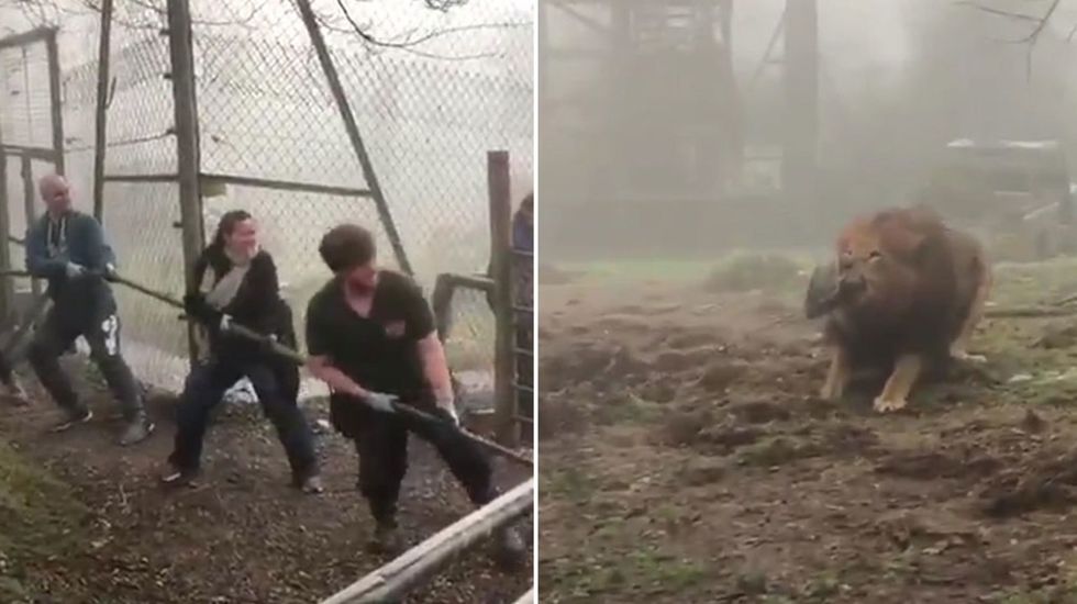 Dartmoor Zoo visitors play tug of war with lion
