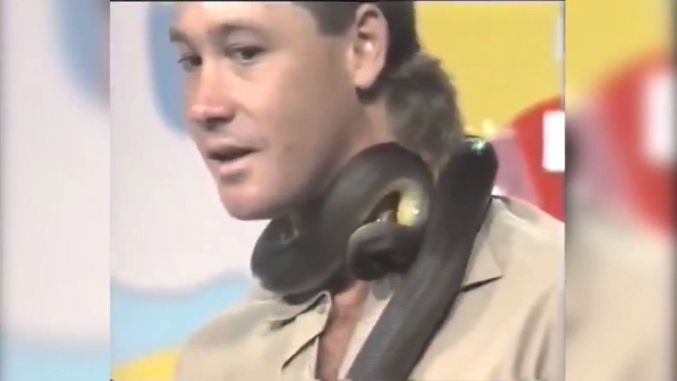 Steve Irwin bitten in the neck by snake on live TV